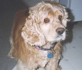 standby for brewster photo