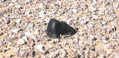 standby for dag 962 photo