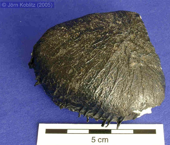 standby for dhofar 182 main mass photo