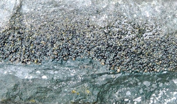 standby for k/t gorgonilla photo