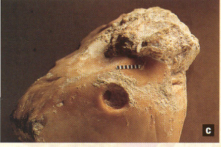 standby for pook's pebble photo