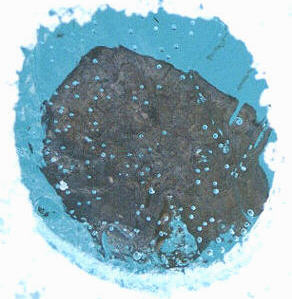 standby for tagish lake in situ photo